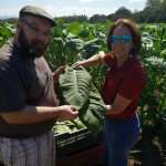 Ligero Leaf from Adult Plants