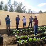 14 day old seedlings