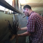 Lenny re-humidifying a bundle of aged Criollo tobacco.