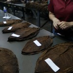 Tobacco, sorted in to wrapper, binder, filler from aged Criollo leaf.