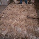 A pallet of Criollo Wrapper.