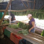 Tobacco Barn where the Leaves are left to Ferment