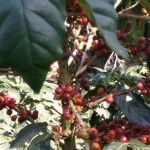 A coffee plant with maturing beans