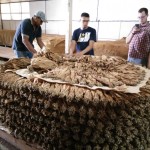 A Pelon of Criollo leaf, being built.
