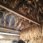 Tobacco Leaves after aging or Oxydization