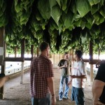 Full Barn of Green Leaves